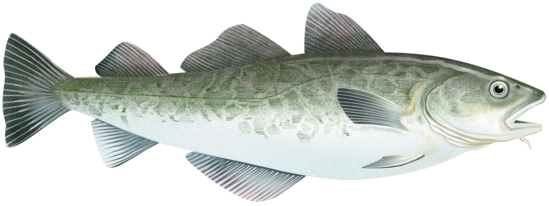 A fish with its mouth open on a white background.