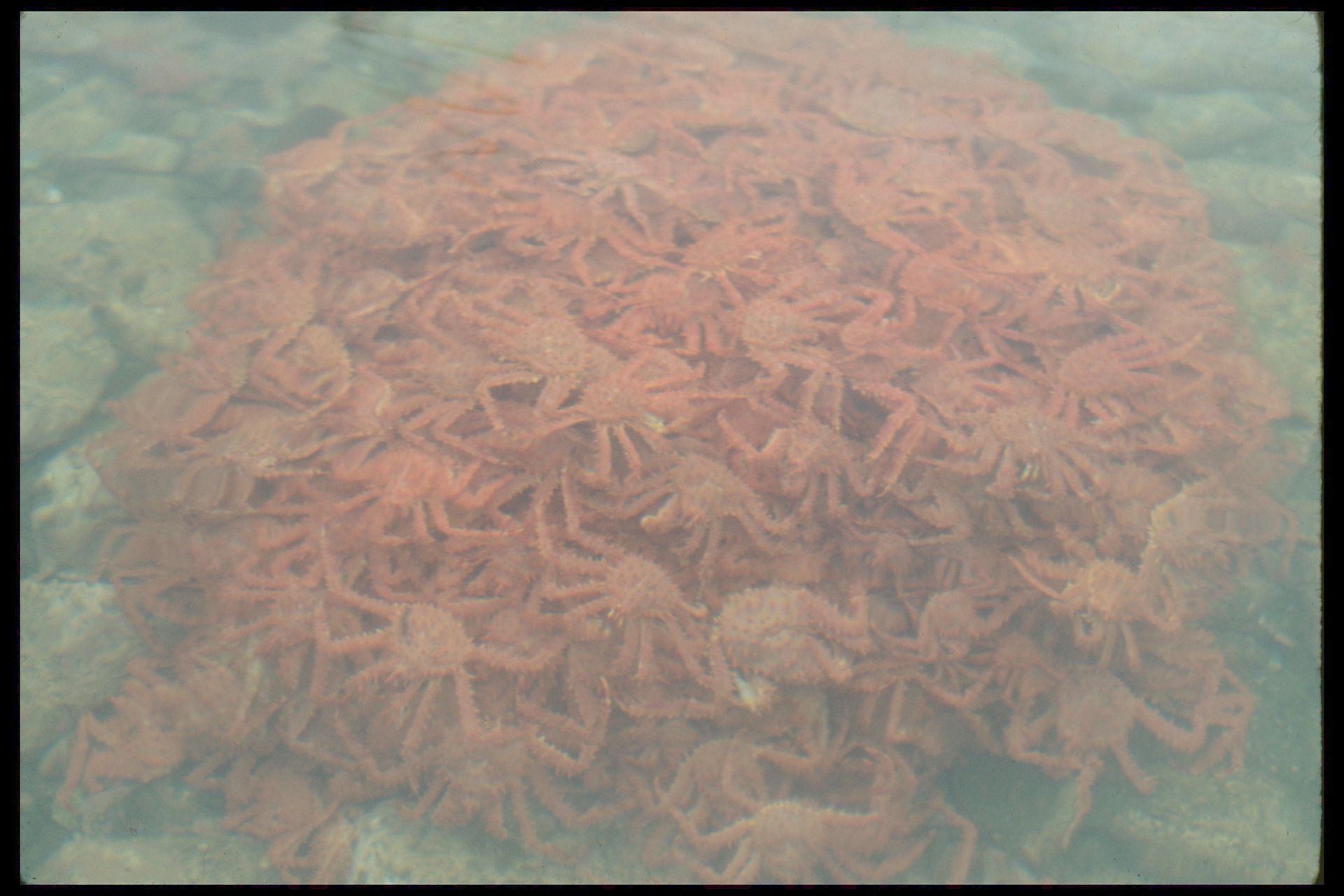 The Stunning Collapse of Alaska King Crab Resources