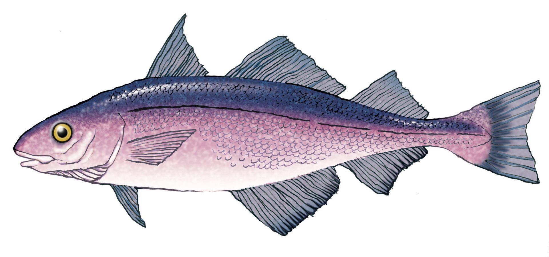 A drawing of a fish with a blue tail