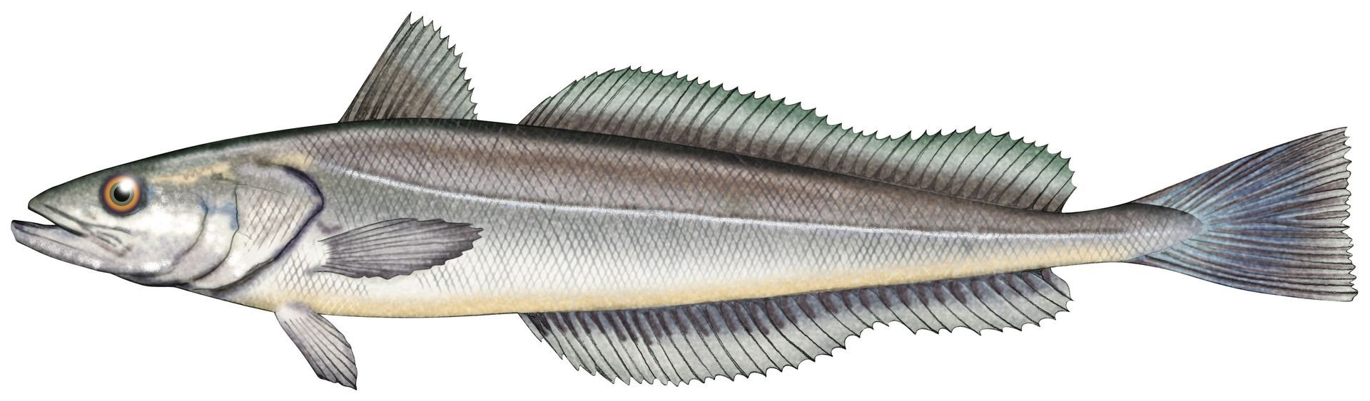 A close up of a fish on a white background.