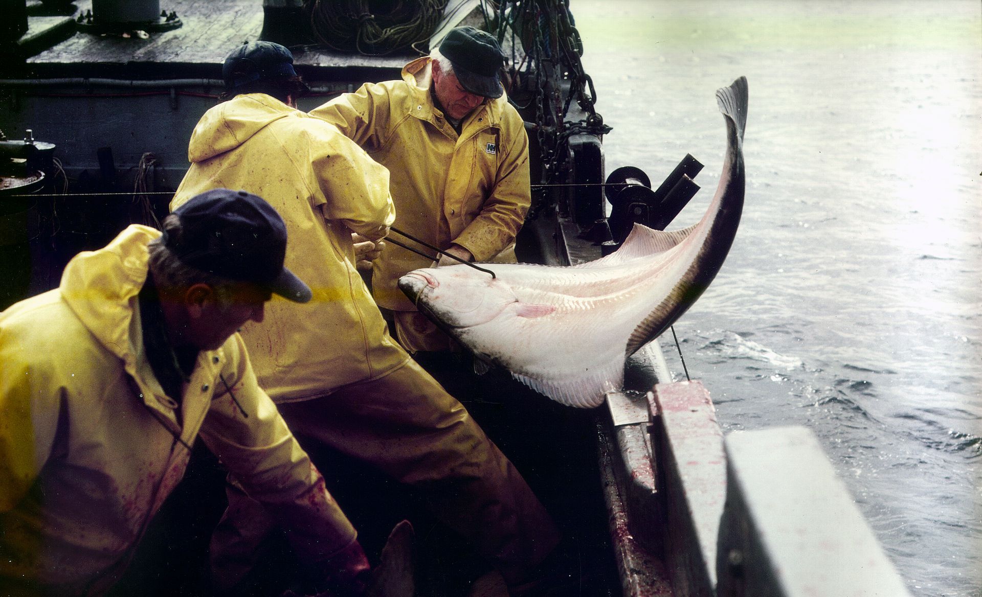 A group of men in yellow jackets are holding a large fish
