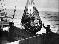 A black and white photo of a man fishing in the ocean.