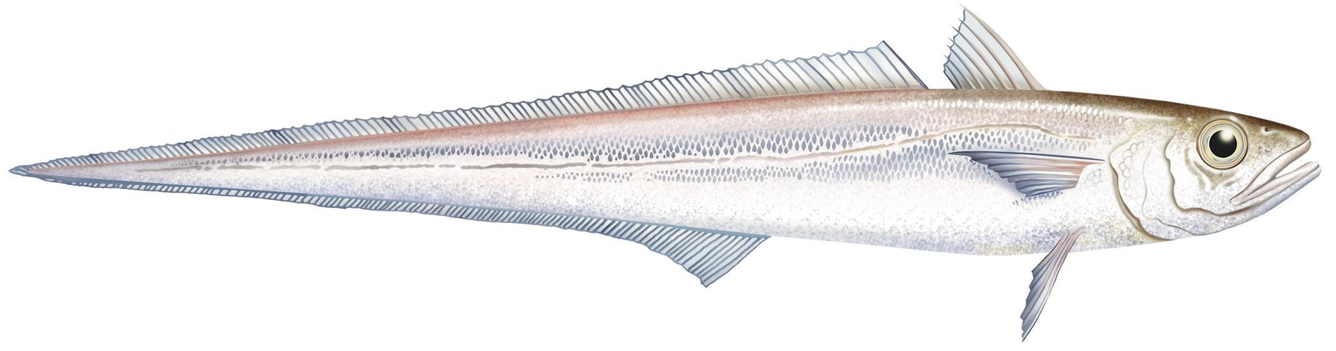 A close up of a fish on a white background.
