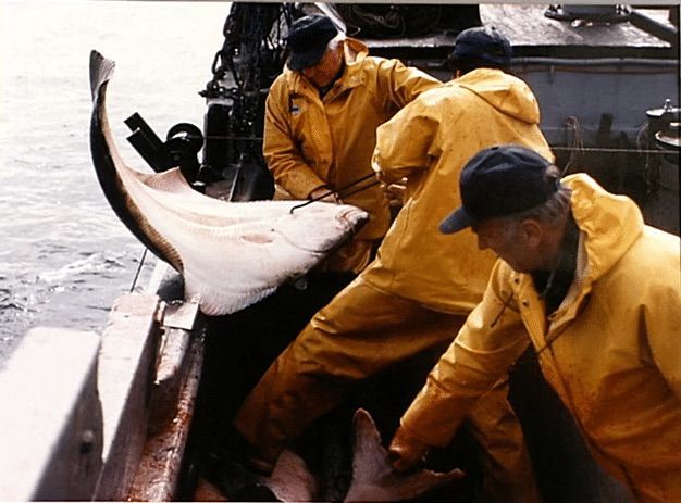 International Pacific Halibut Commission Still Photographs