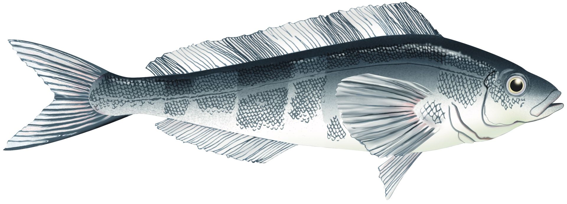 A fish is swimming in the water on a white background.