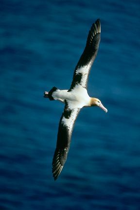 A black and white bird is flying over the ocean.