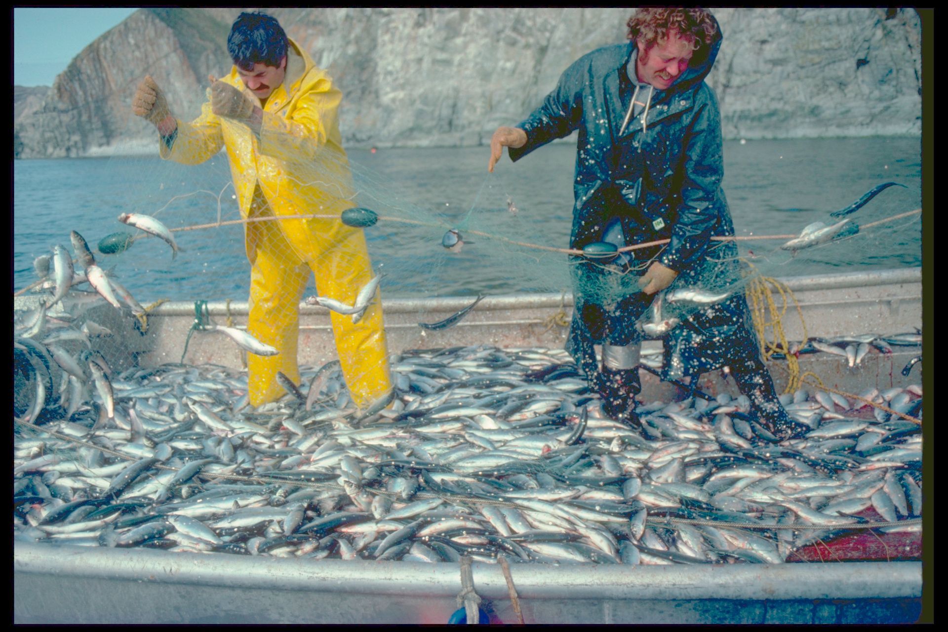 Two men are standing on a boat filled with fish.