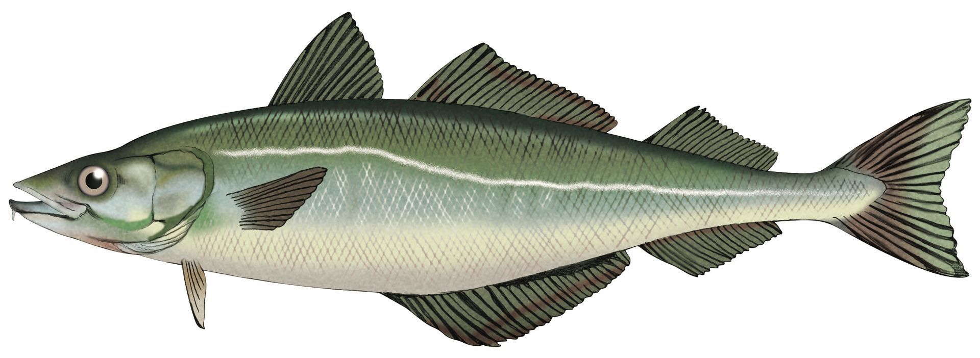 A close up of a fish on a white background.
