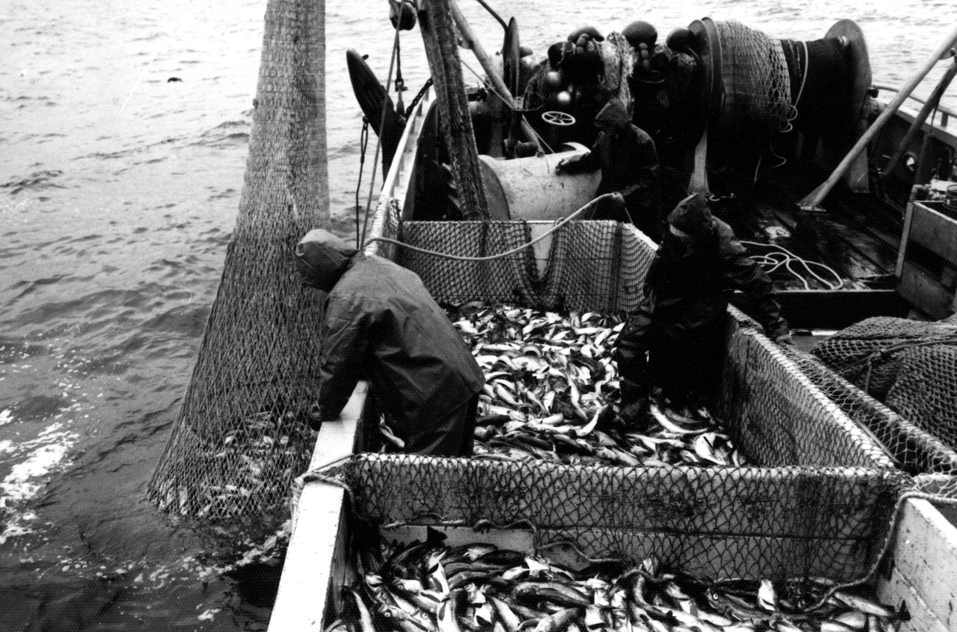 A black and white photo of a boat full of fish