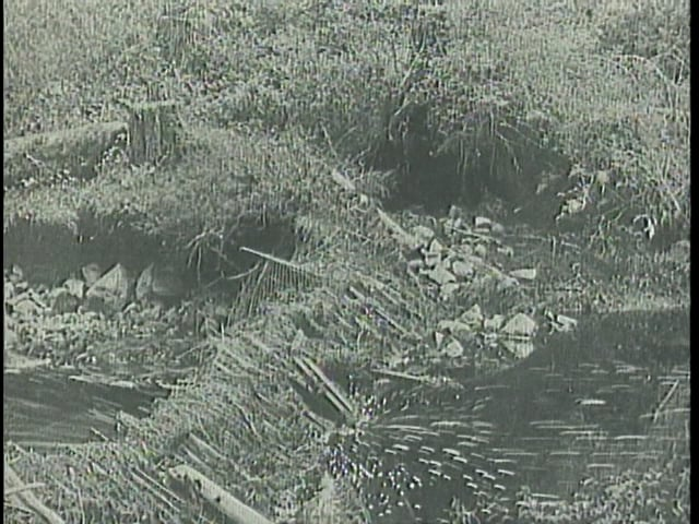 The Alaska Packers Associatin and the Great Star Fleet.