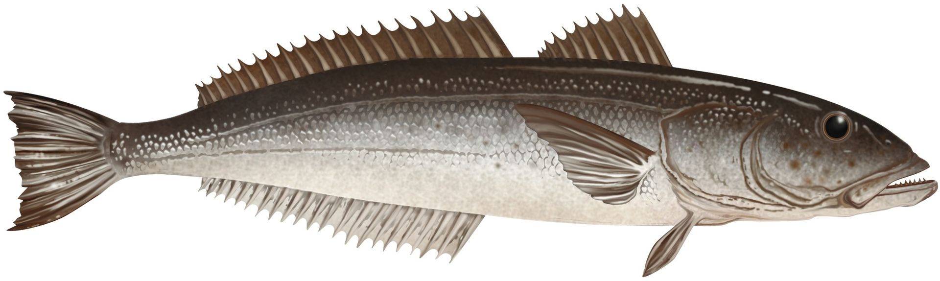 A fish with a long tail is swimming on a white background.