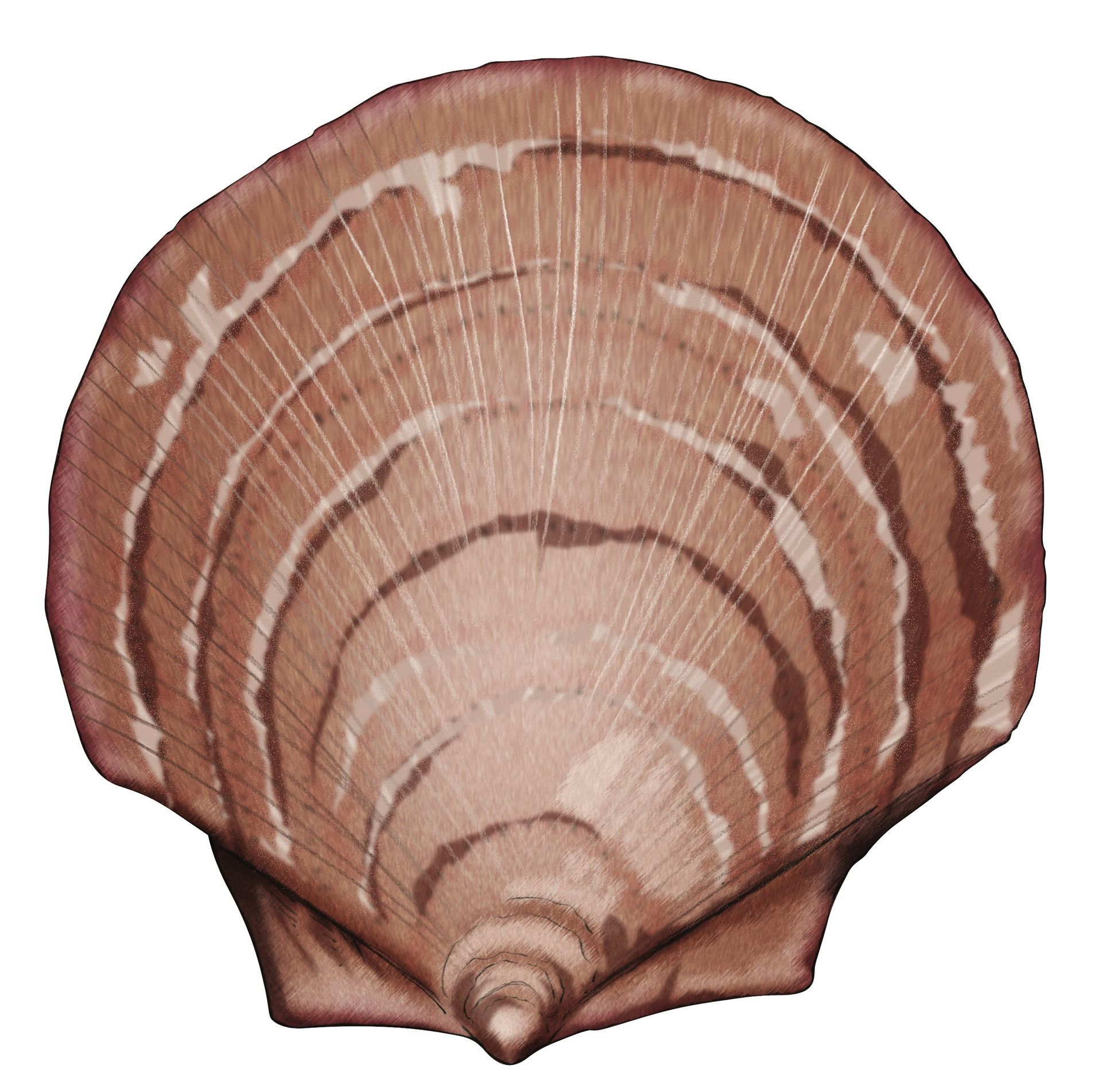 A drawing of a sea shell on a white background