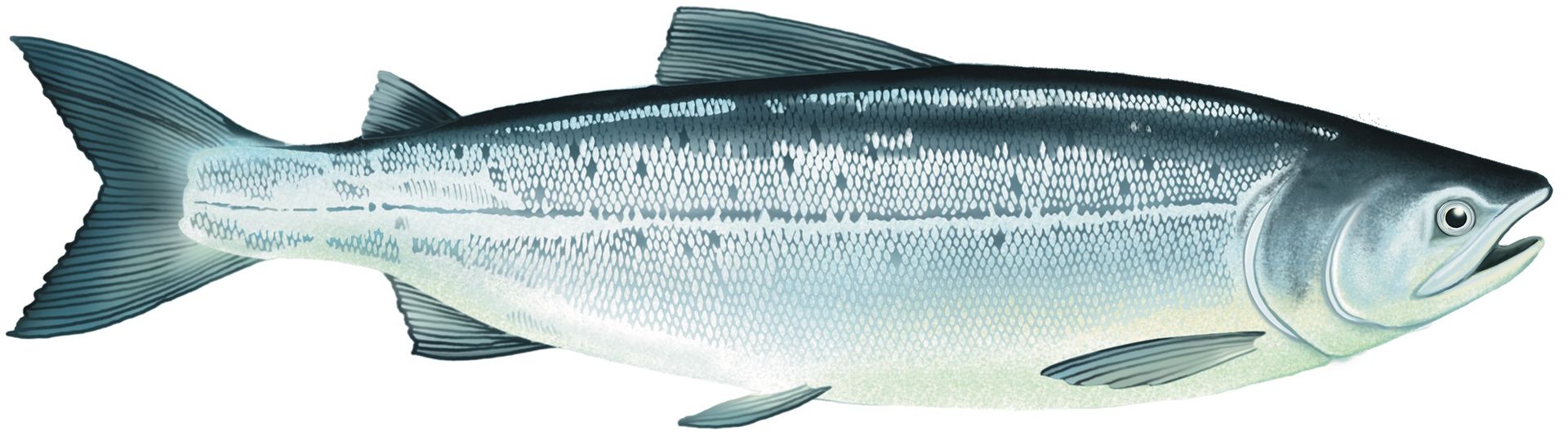 A close up of a fish with its mouth open on a white background.