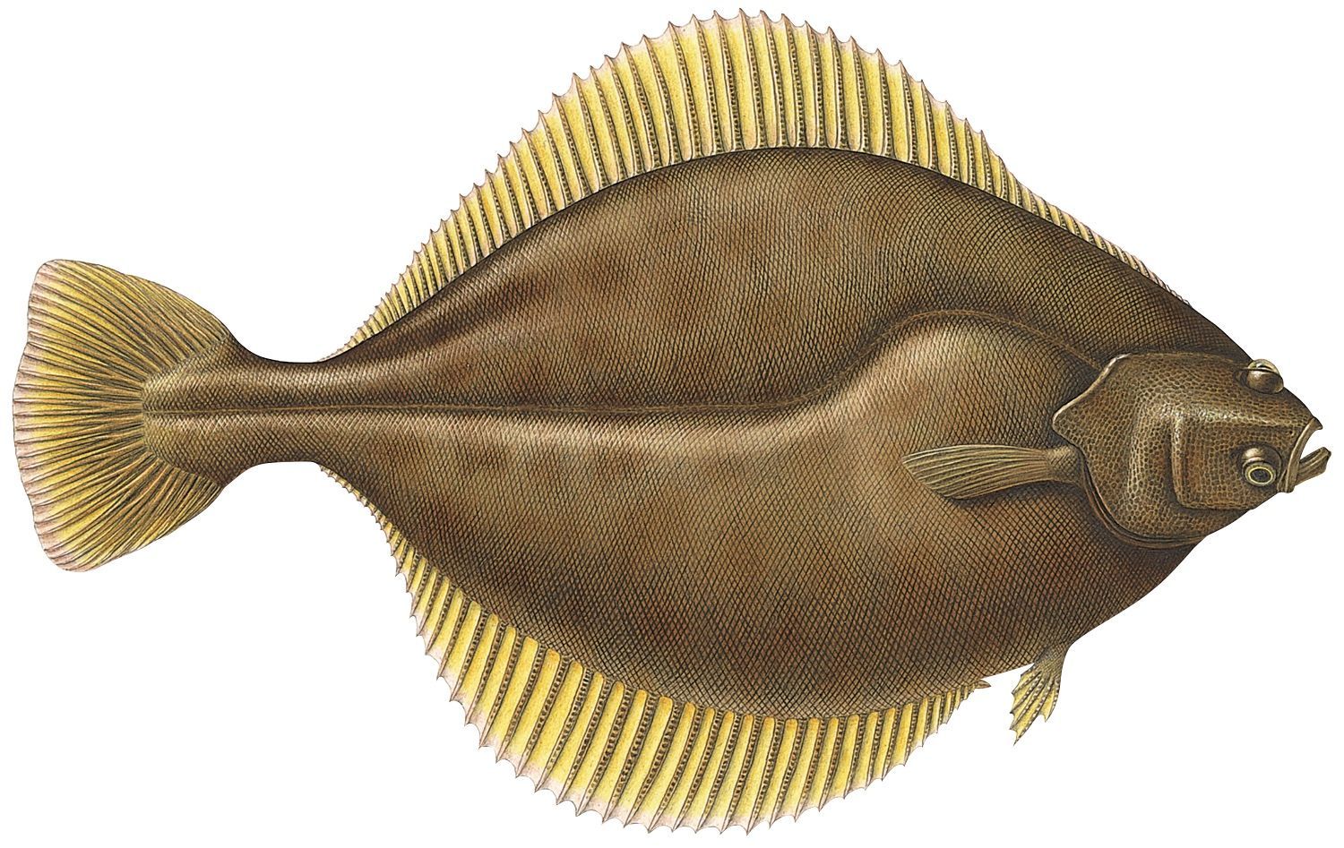 A drawing of a fish with a yellow tail on a white background.