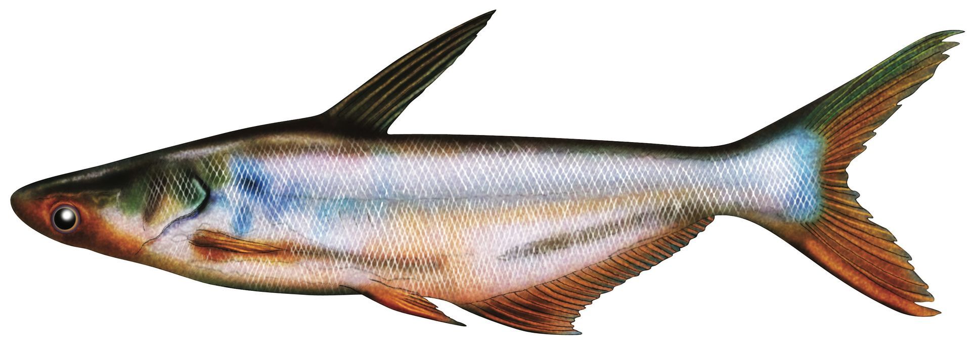 A close up of a fish on a white background.