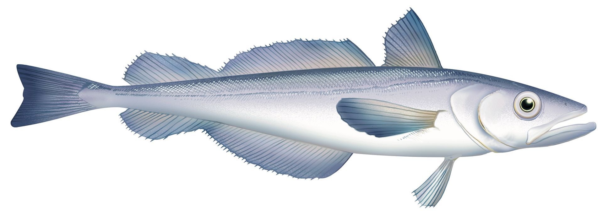 A cartoon illustration of a small fish on a white background.