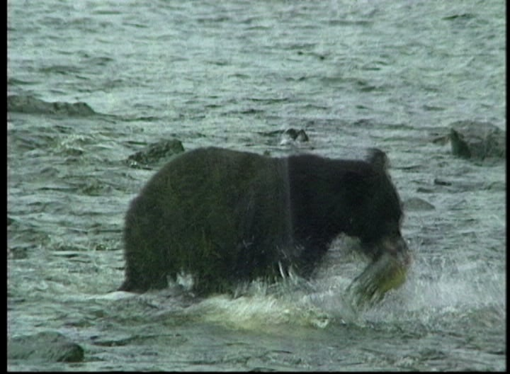 Wild Caught Salmon Simply the Best