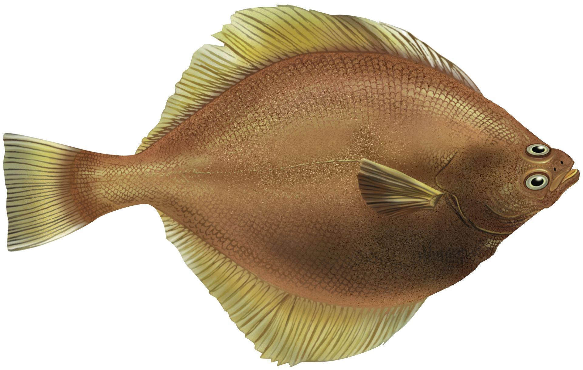 A close up of a fish on a white background