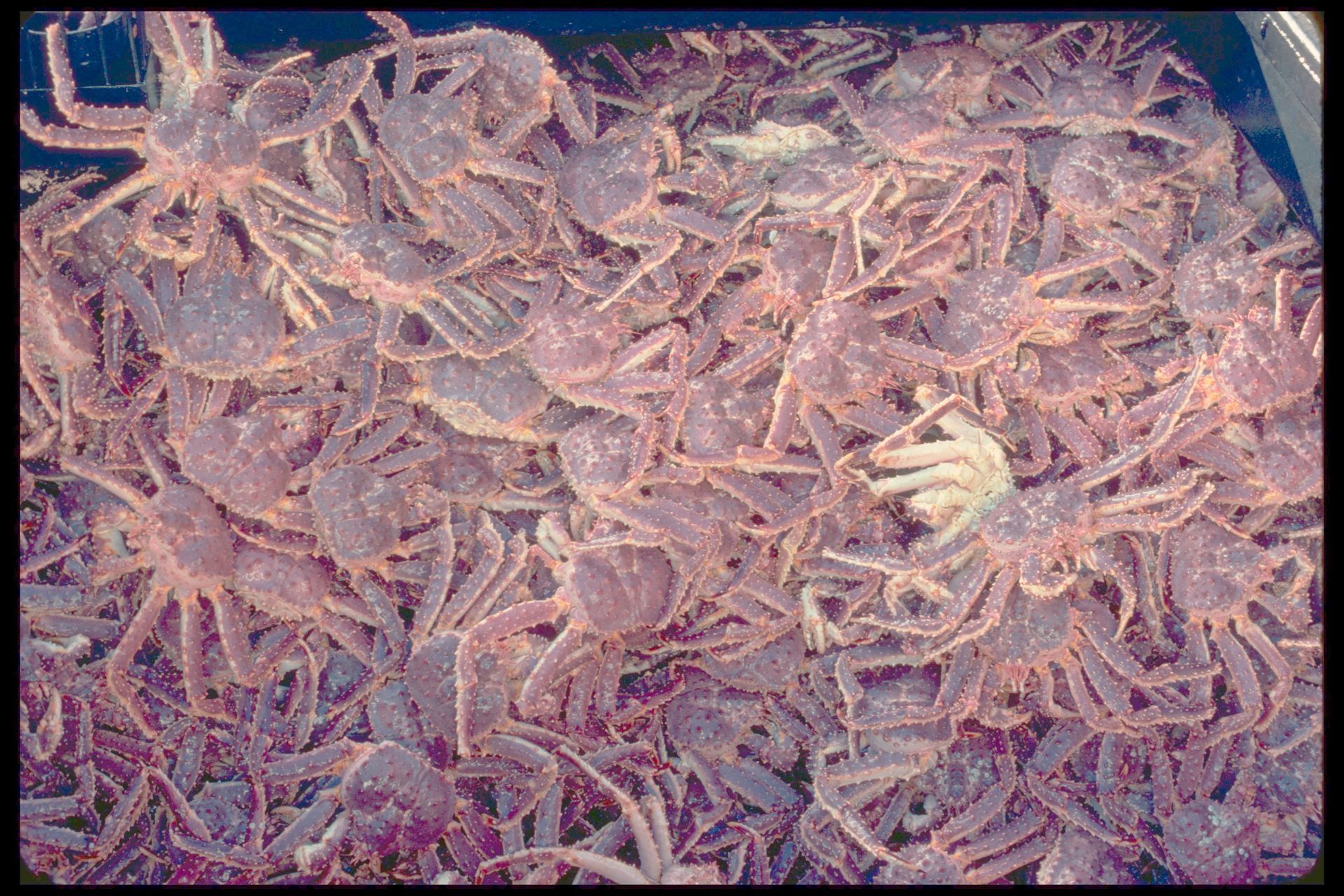 A bunch of crabs are sitting on top of each other