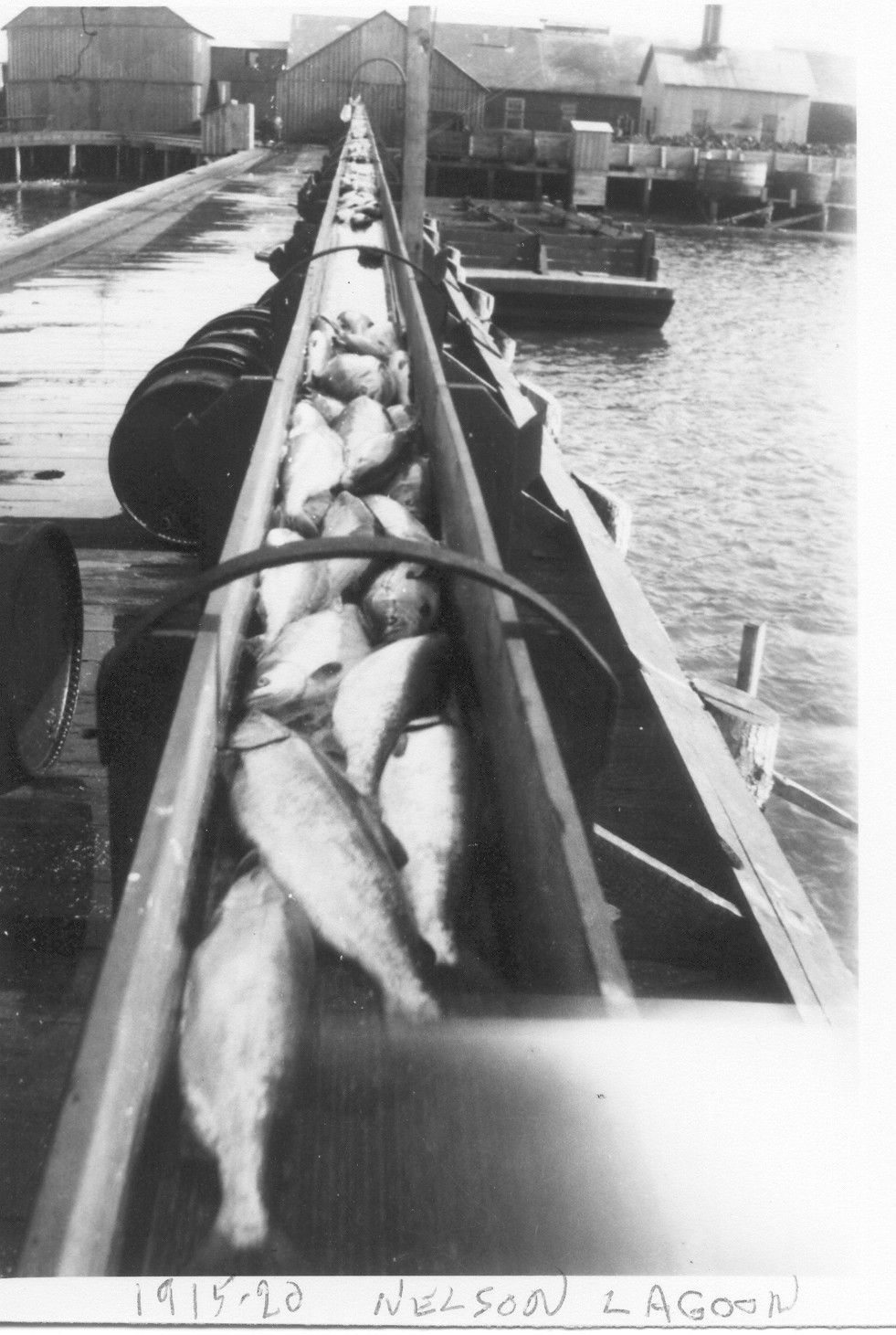A black and white photo of fish on a conveyor belt