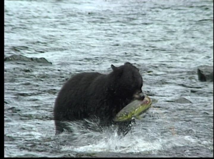 Southeast Alaska Seiners Association 30-Seccond Spot