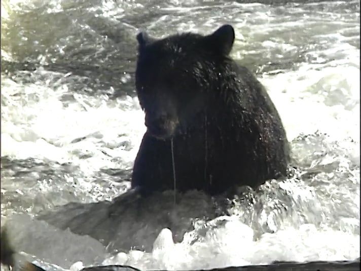 Harvesting Neets Bay Fish before the Bears Get Them