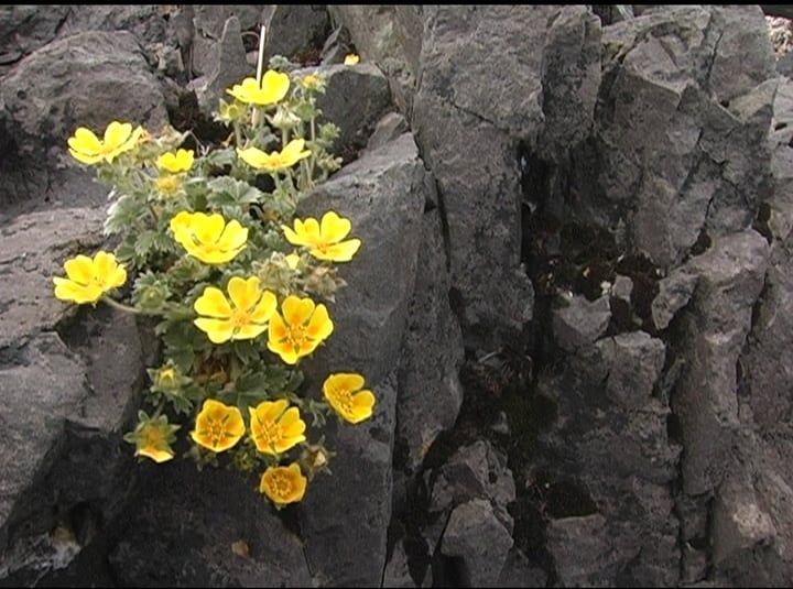 Starbound Bering Sea, 6