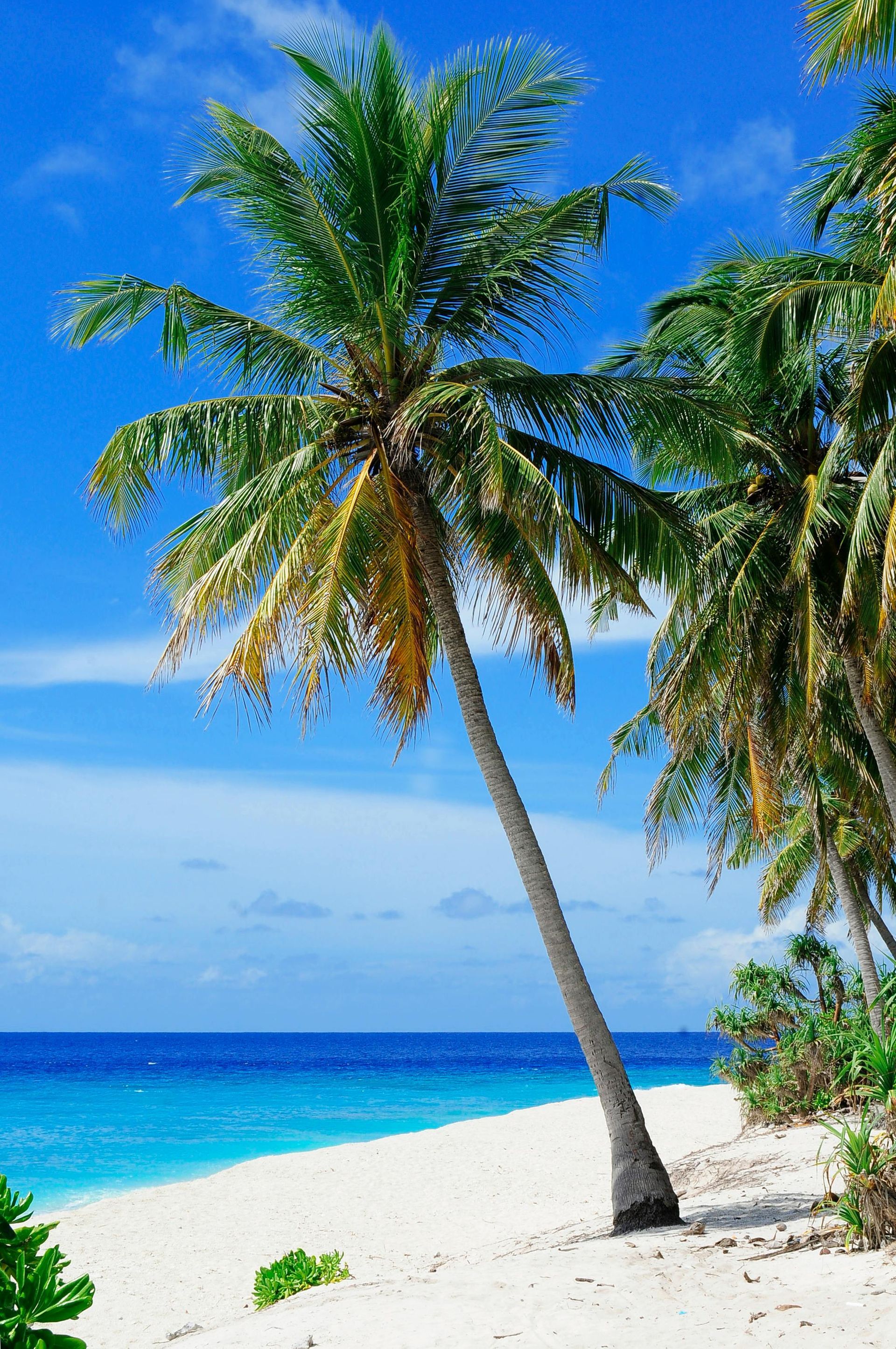 Palm tree on a white sandy beach with turquoise ocean under a blue sky.