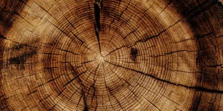 Jaarringen van een oude boom.