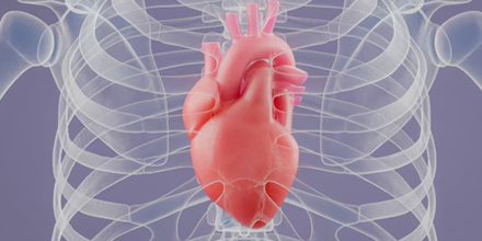 Röntgenfoto van een borstkas met een kloppend hart.