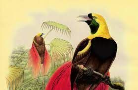 Een prent van twee kleurrijke paradijsvogels.