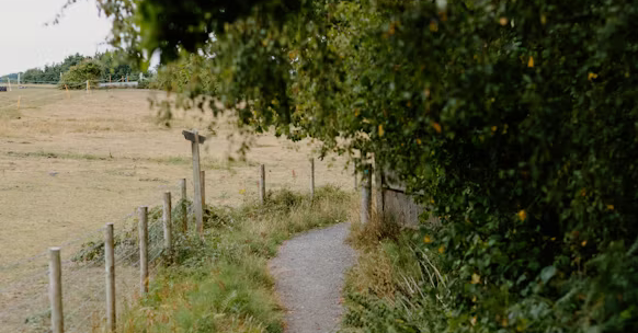 Een landweggetje tussen bos en weiland.