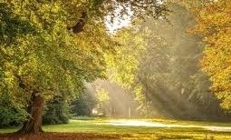 Idyllisch bos met invallende zonnestralen.