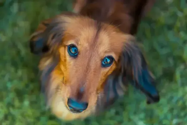 Langharige teckel de omhoog kijkt.