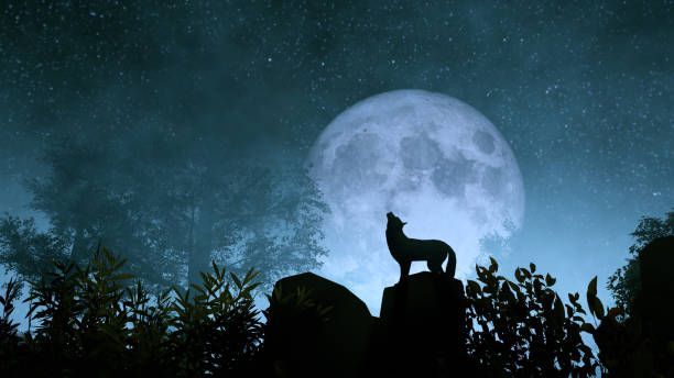 Huilende wolf in de nacht in het licht van de maan.