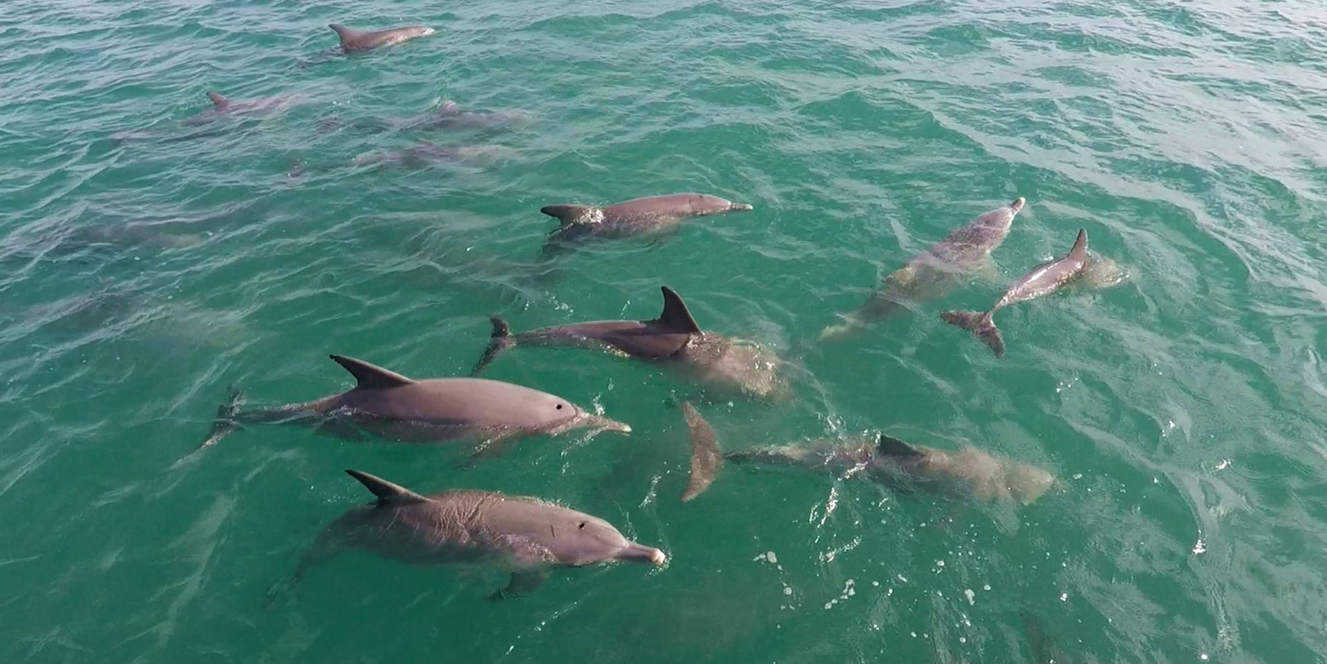 A group of dolphins are swimming in Monkey Mia
