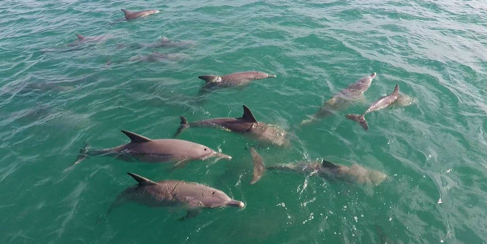 A group of dolphins are swimming in the shark bay