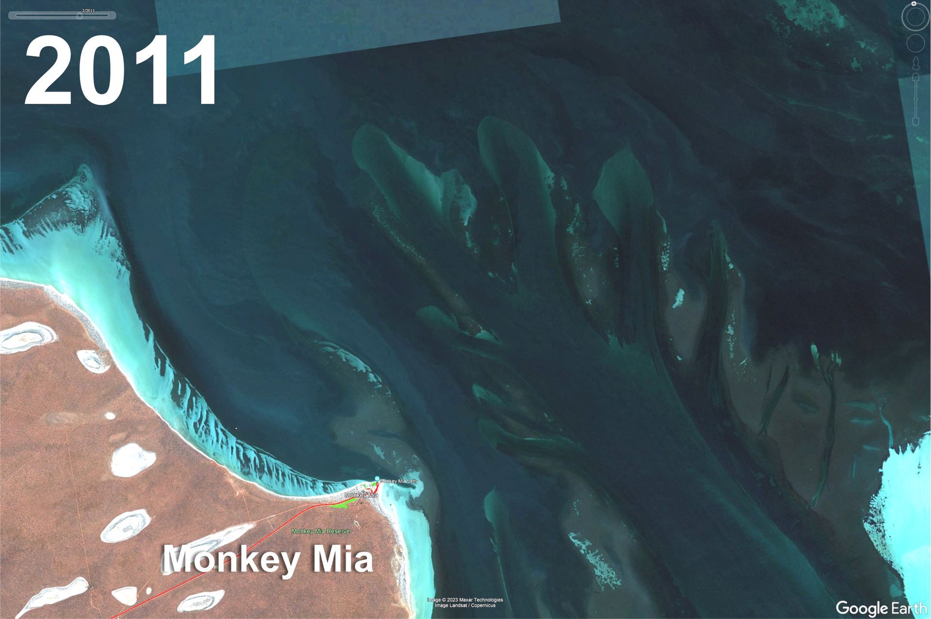 2011 seagrass in Shark Bay