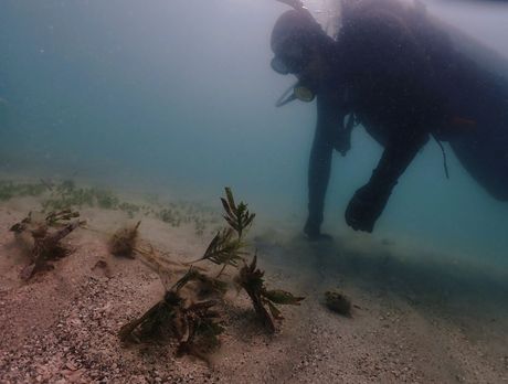 diver inspecting seagrass bags