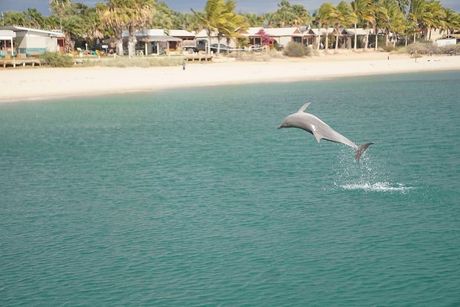 A dolphin is jumping out of the water near monkey mia beach