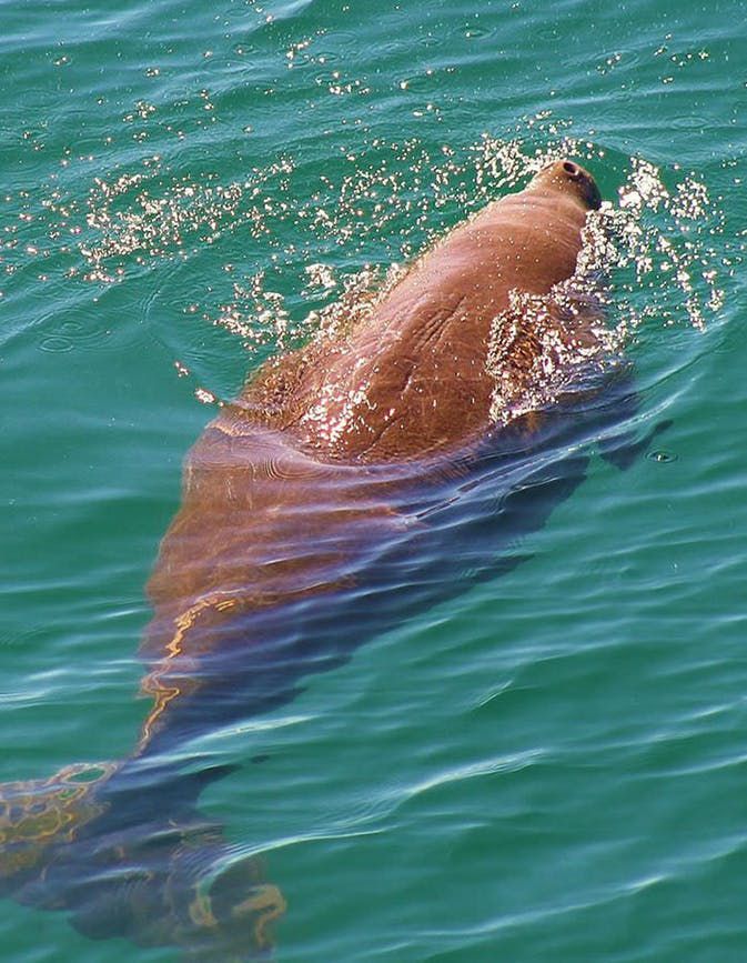 A dolphin is jumping out of the water