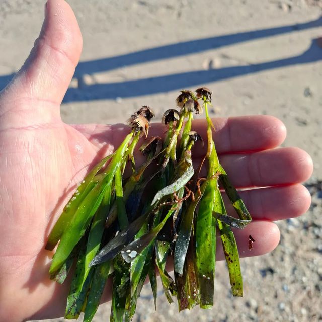 collecting seagrass seedlings