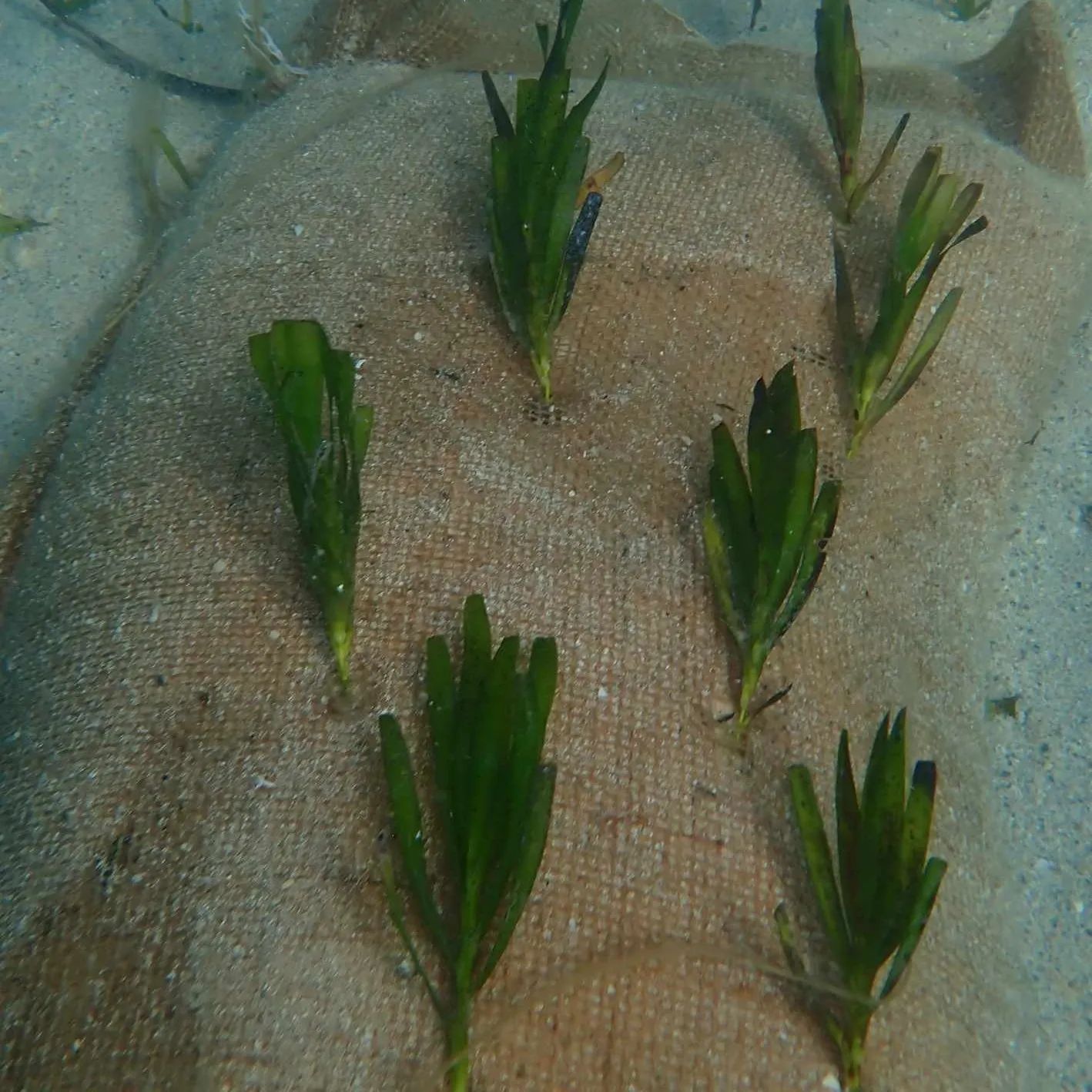 the seedlings at the bottom of shark bay