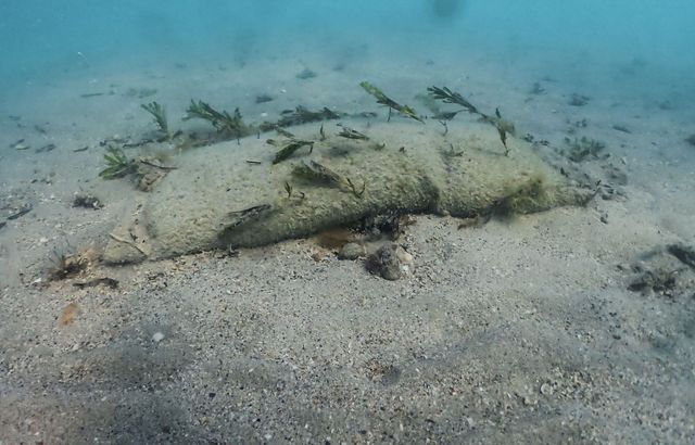 hessian bags with seagrass on the seafloor