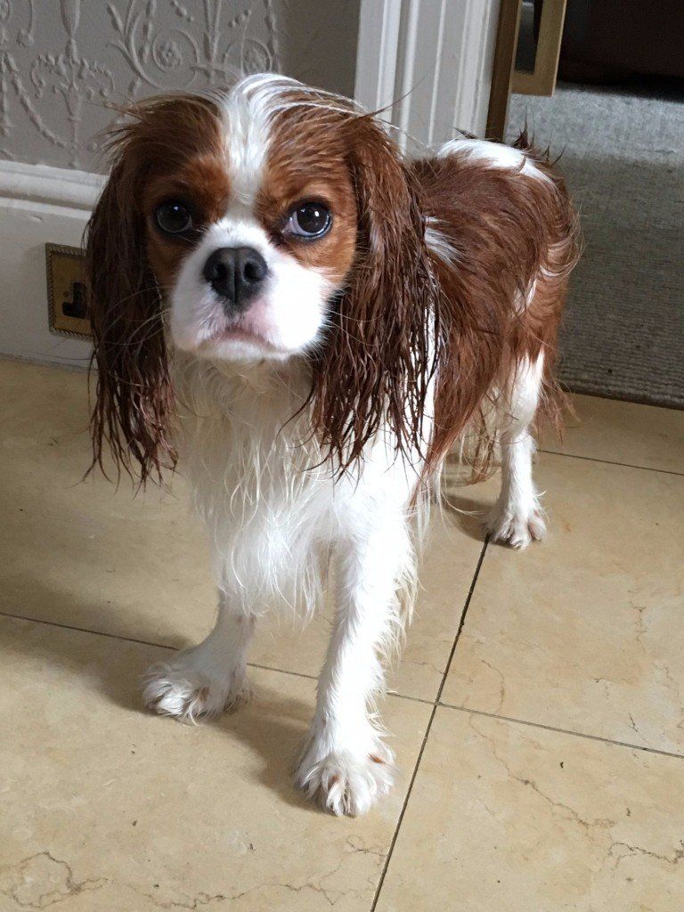 A brown and white dog is standing on a tiled floor.