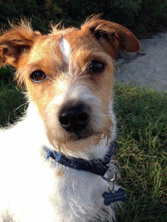 Teddy, Melanie Rowles