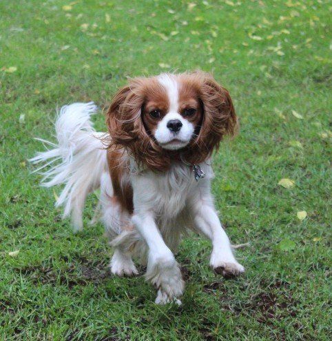 A small brown and white dog is running in the grass