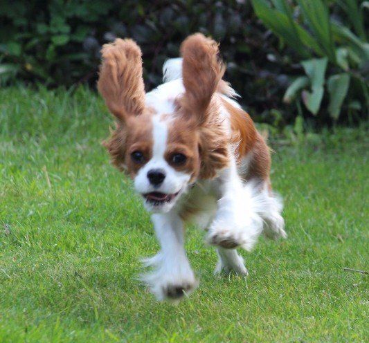 A brown and white dog is running in the grass.