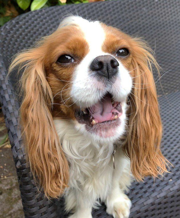 A brown and white dog is sitting on a chair with its mouth open.