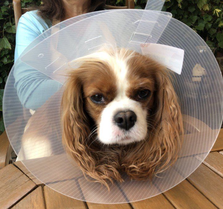A brown and white dog wearing a cone around its head